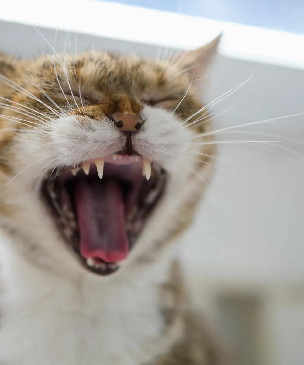 A tabby cat yawning, showing its teeth — dental care for cats at Jackson Veterinary Clinic