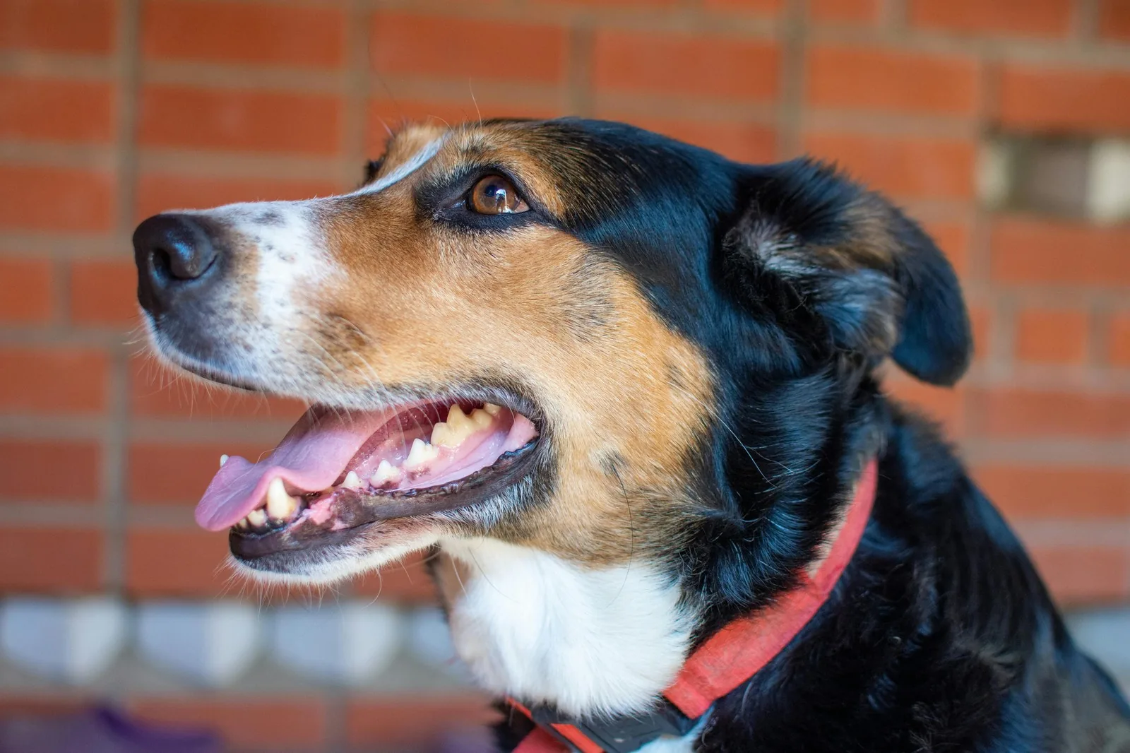 A healthy, smiling dog