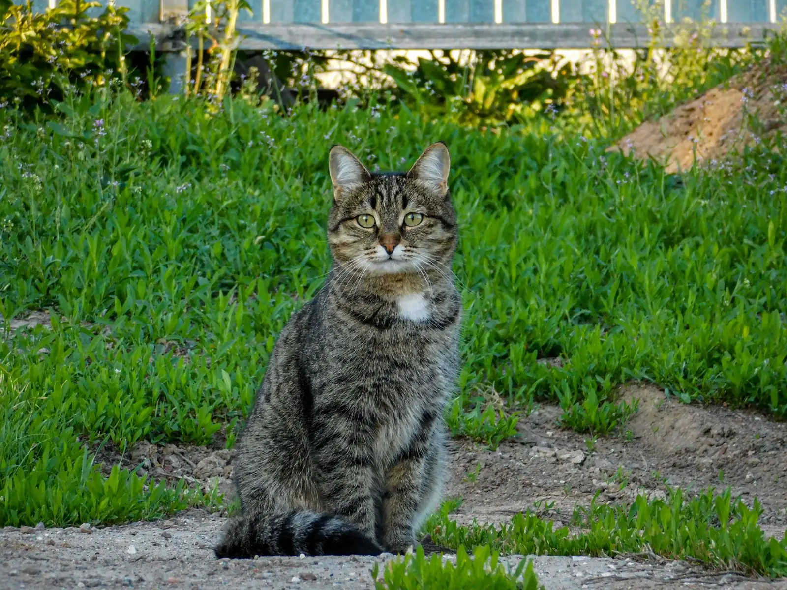A calm cat with a healthy, glossy coat sitting in a sunlit green garden