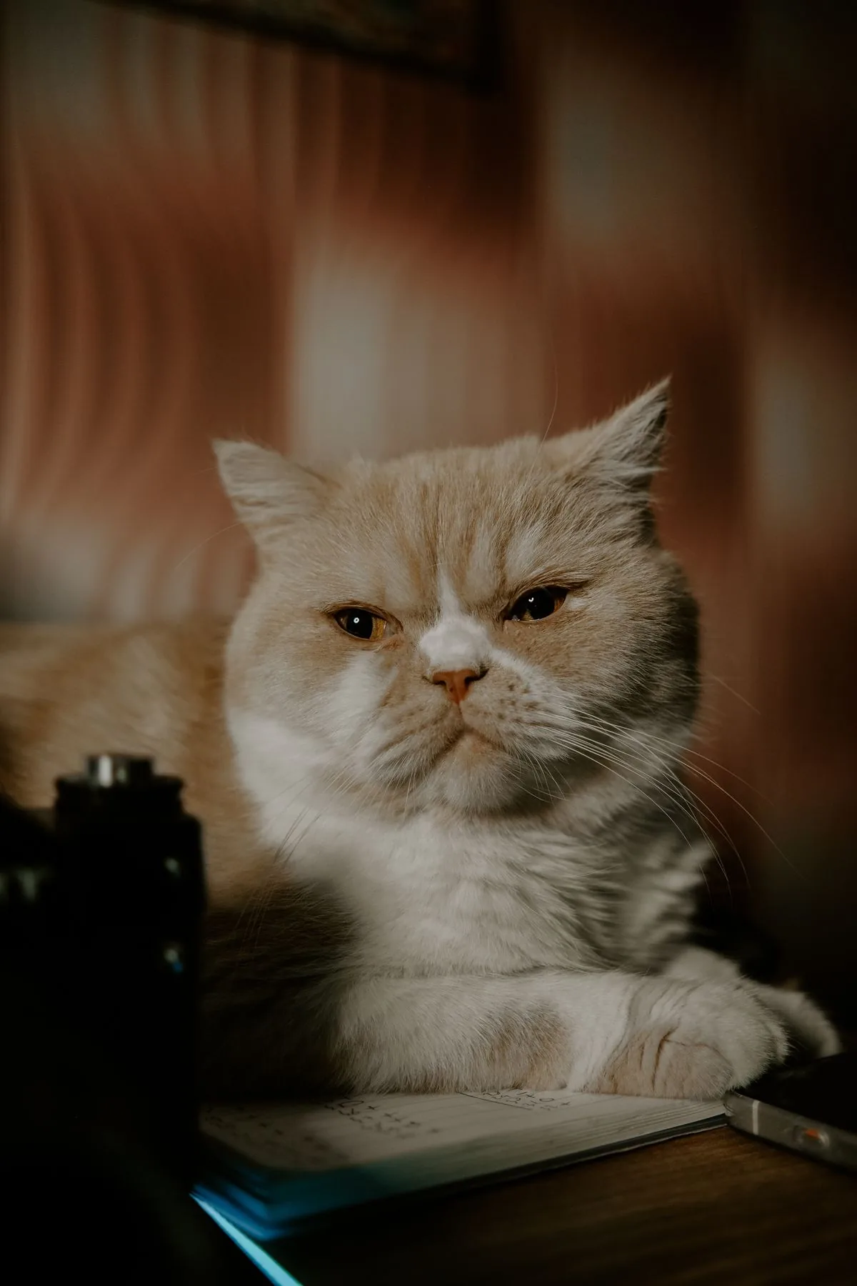 A British Shorthair cat resting calmly indoors in warm light