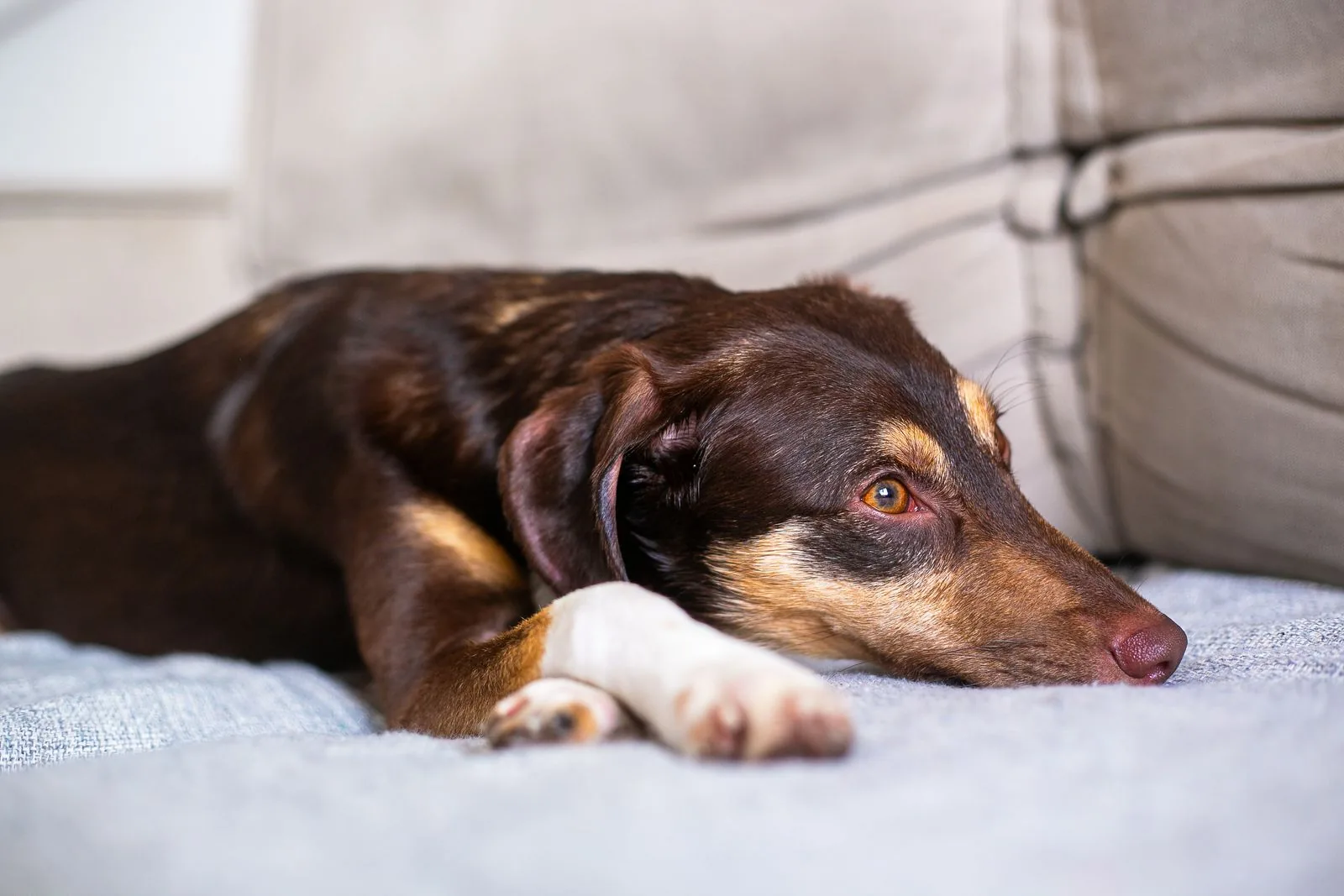 A calm brown dog resting comfortably on a couch indoors