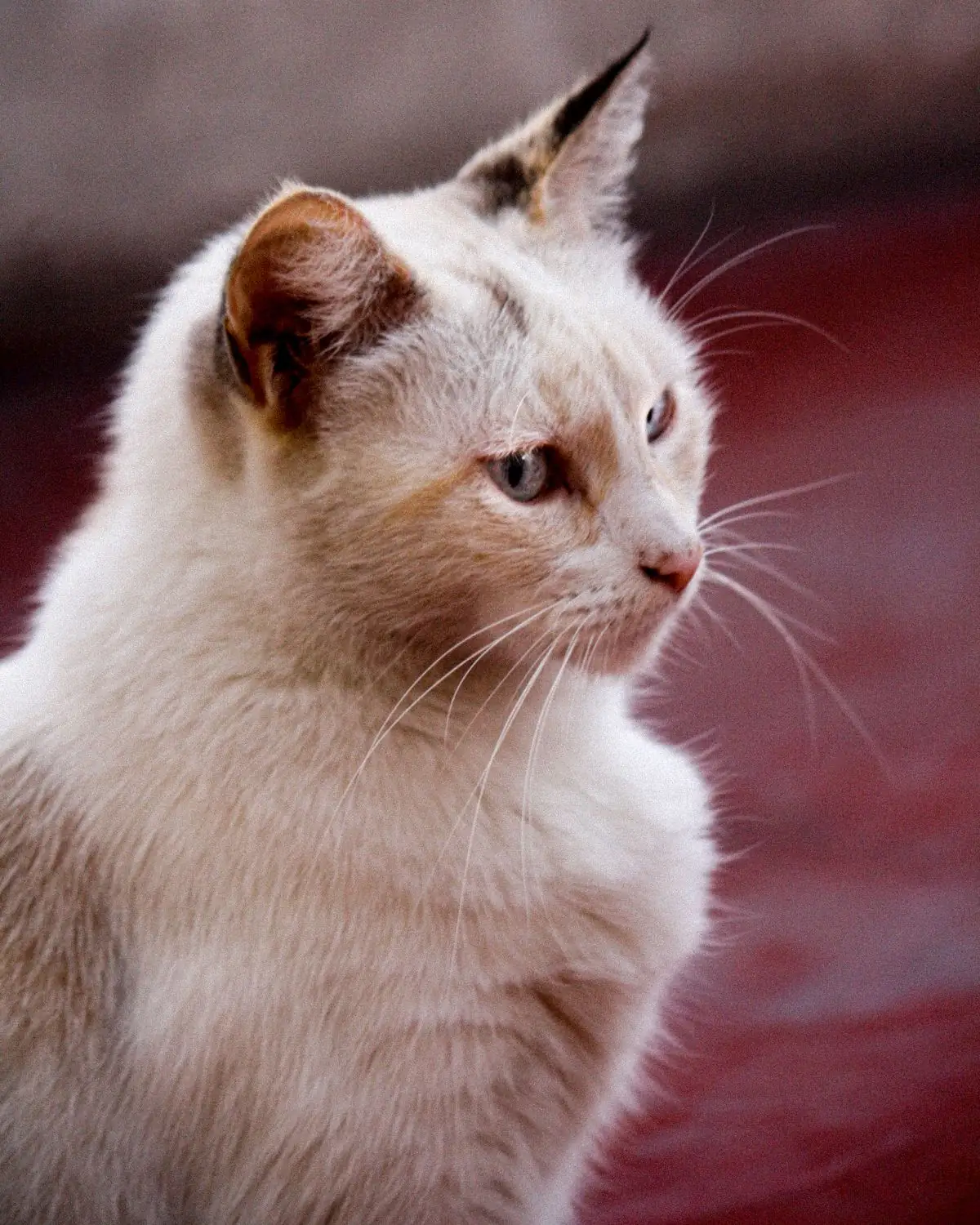 A calm white cat with blue eyes resting indoors
