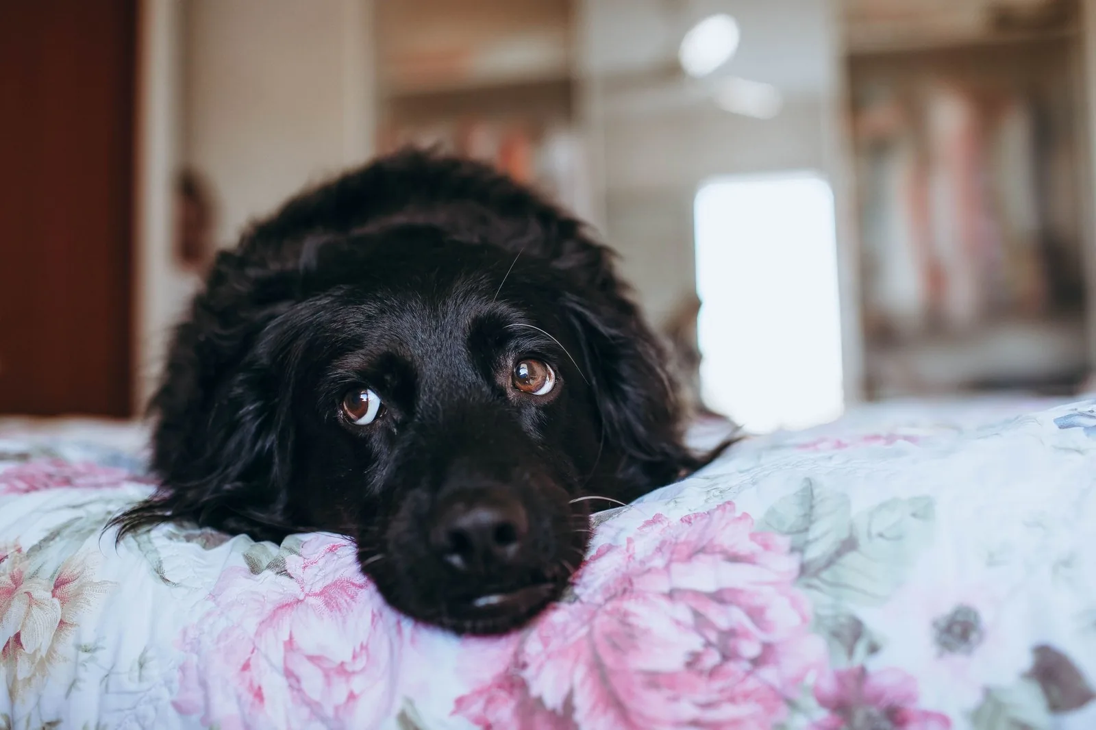 A calm dog resting indoors with a relaxed, closed mouth