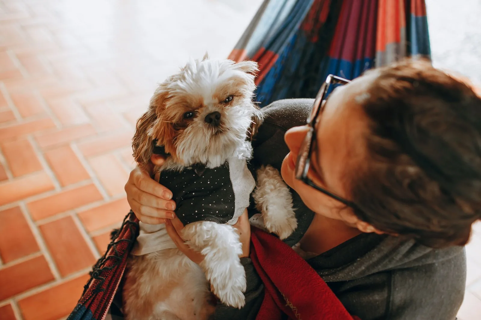 A person gently holding a calm dog at rest indoors