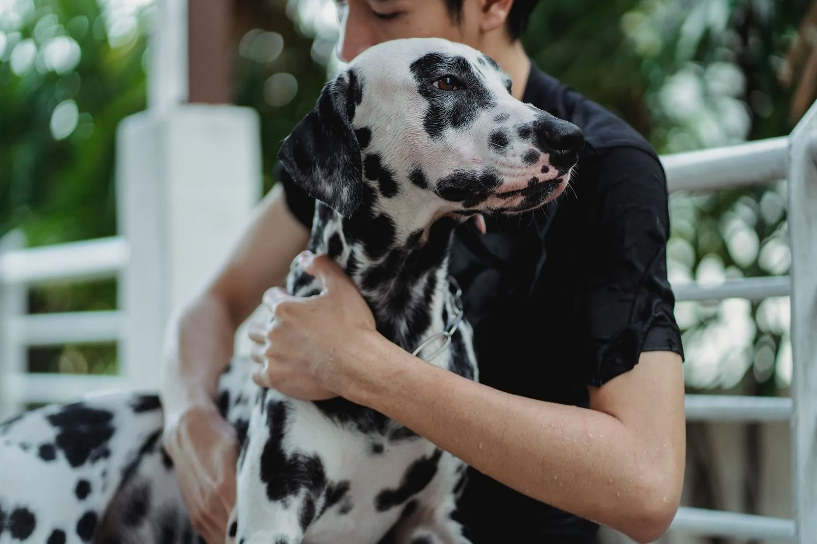 A pet owner reassuring his calm dog with a gentle hug outdoors