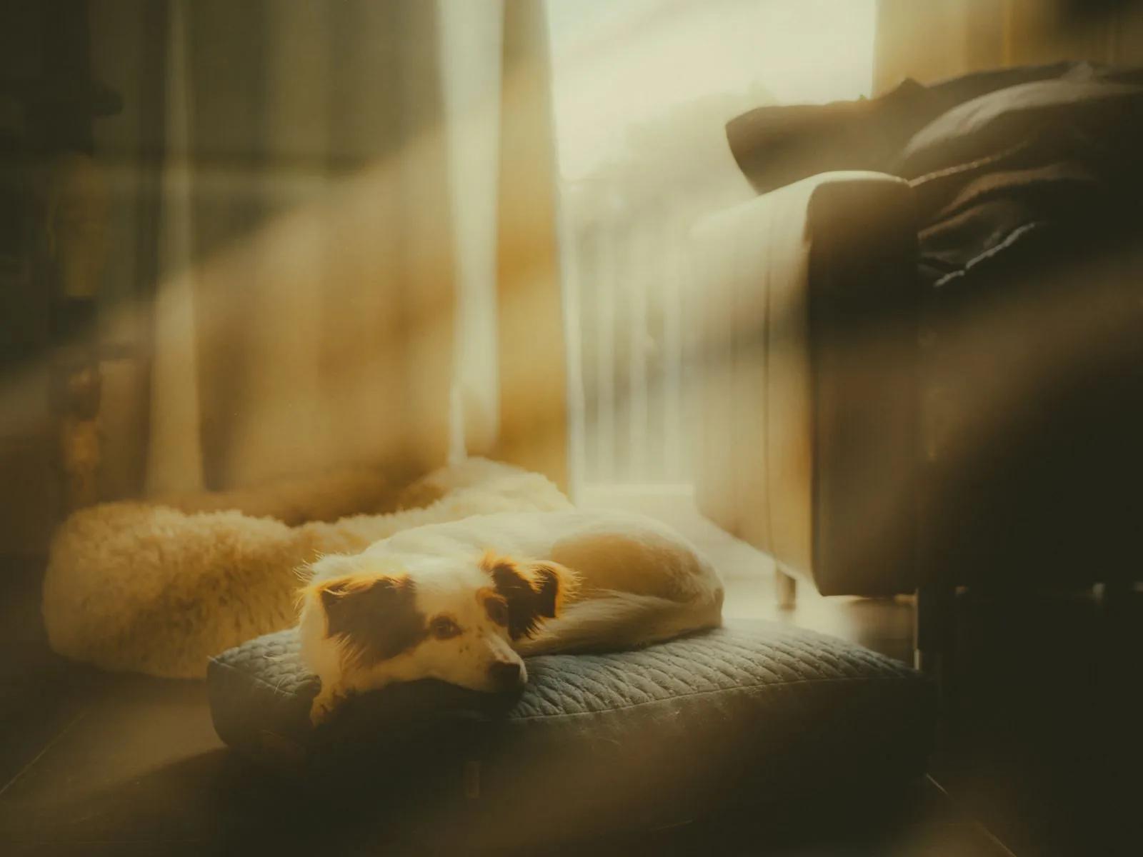 A senior dog resting peacefully in soft, warm light at home