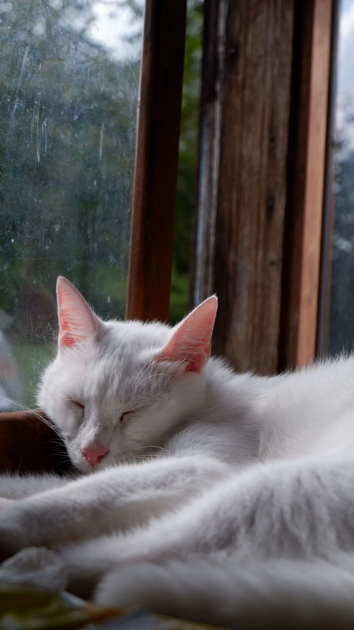 A peaceful senior cat resting quietly in soft natural light by a window