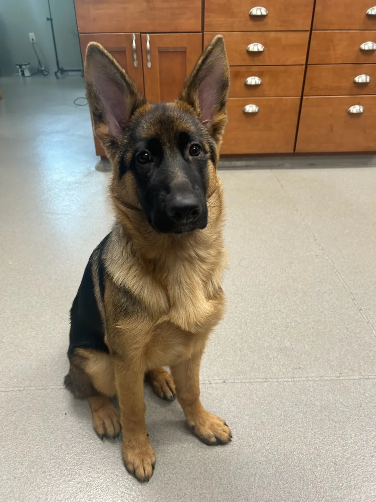 Lupa, the clinic's newest HR dog and Sansa's successor