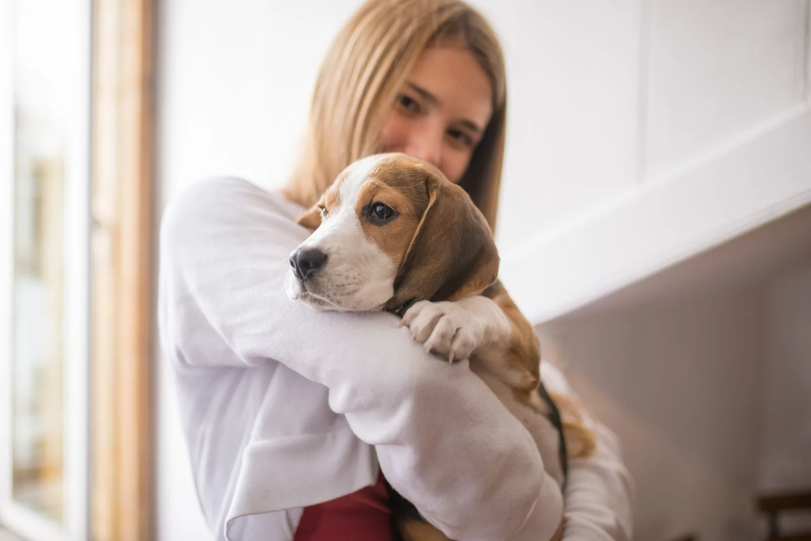A pet owner warmly cradling a beagle puppy indoors at home