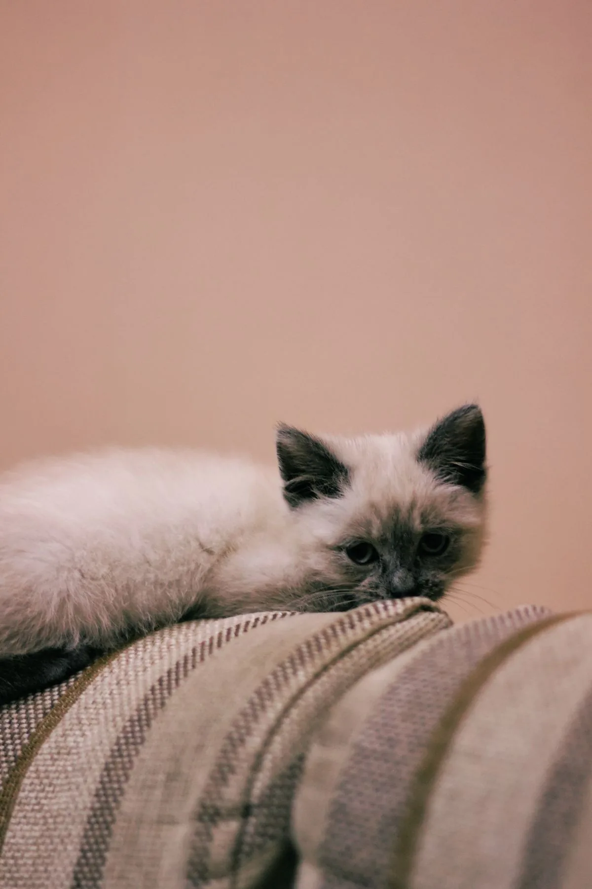 A calm Siamese kitten resting on a sofa indoors