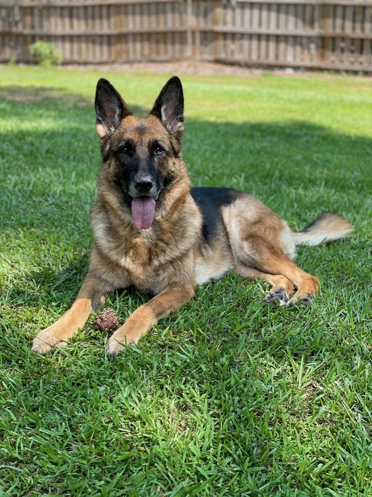 Sansa, the German Shepherd whose likeness inspired the Jackson Veterinary Clinic logo