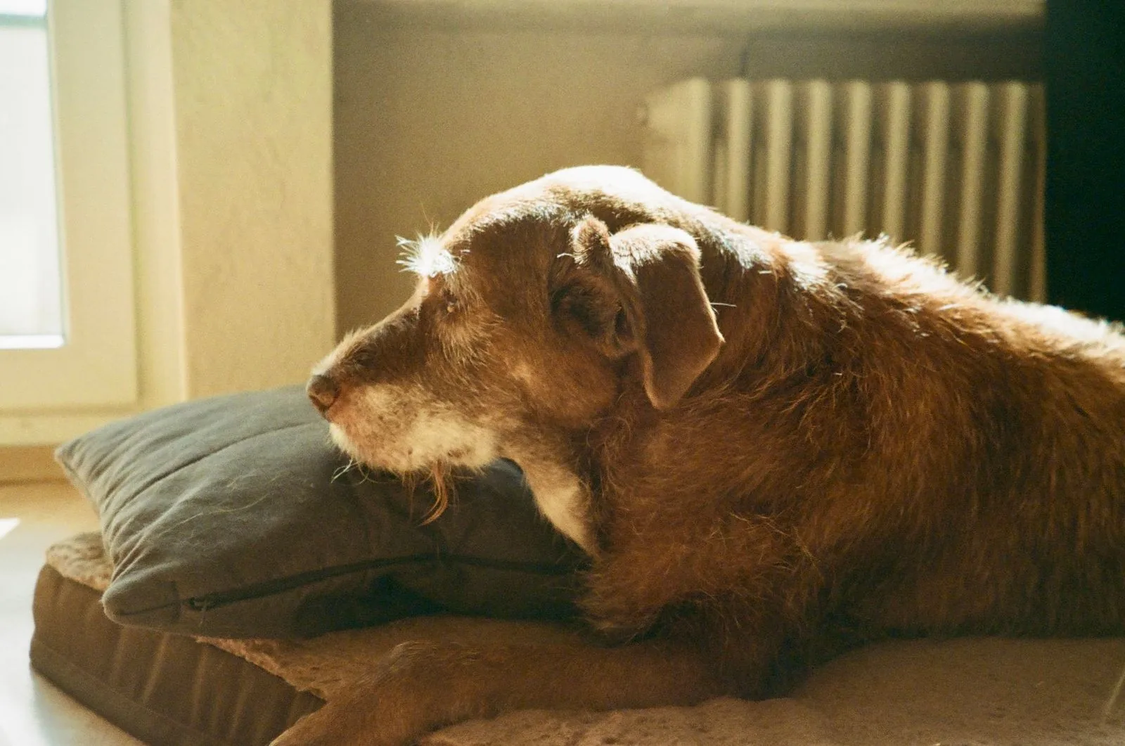 A calm senior dog resting on a cushion in a sunlit room at home