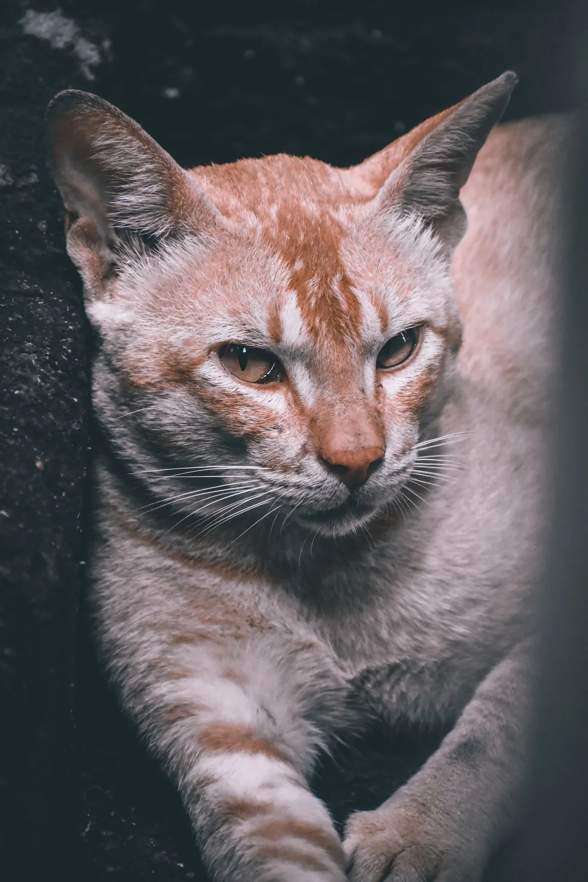 A calm senior ginger cat resting comfortably indoors