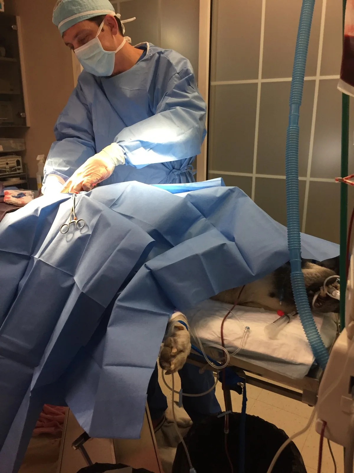 Dr. Andy Burdette performing surgery in the operating suite at Jackson Veterinary Clinic