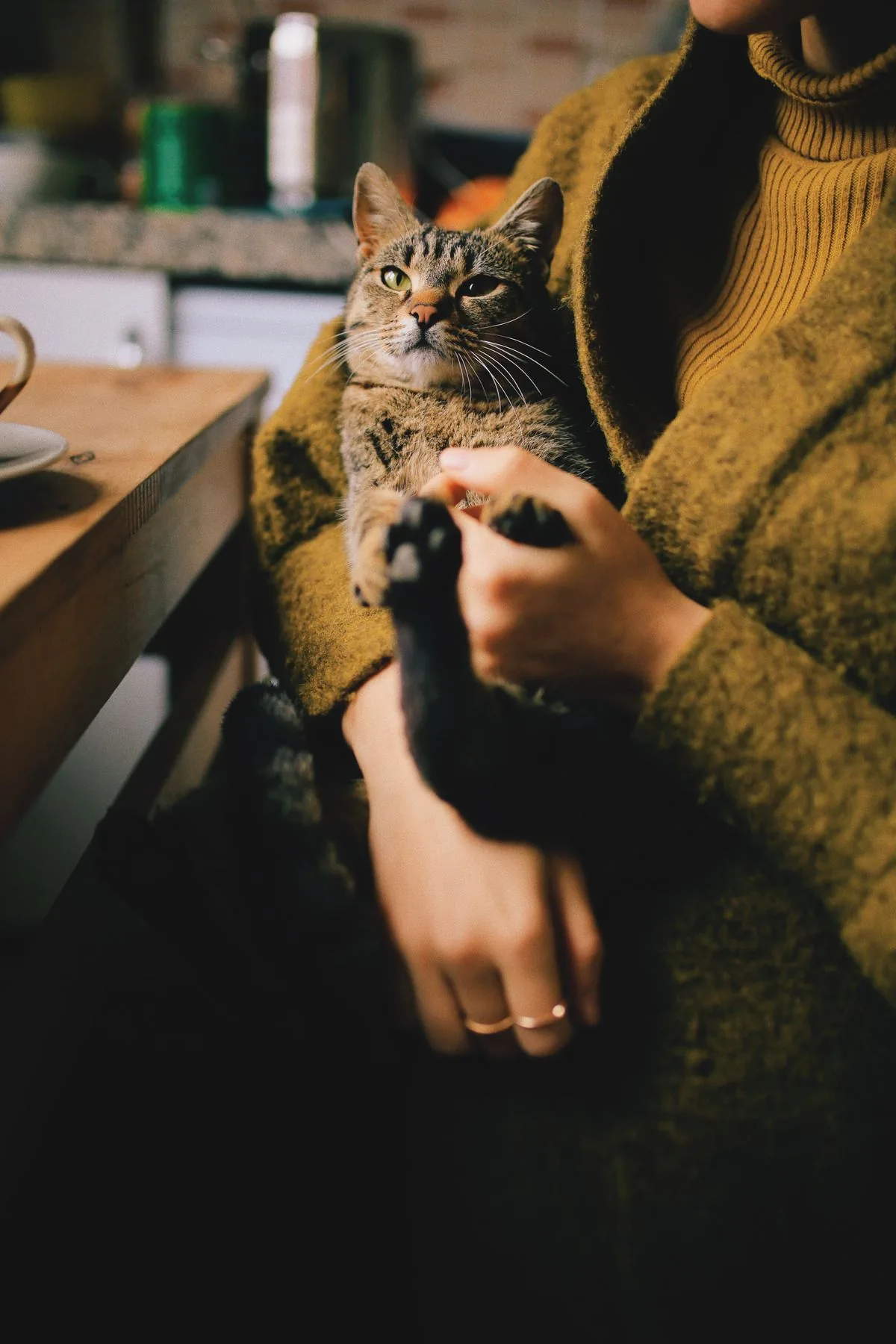 A cat held calmly by its owner before a procedure at Jackson Veterinary Clinic