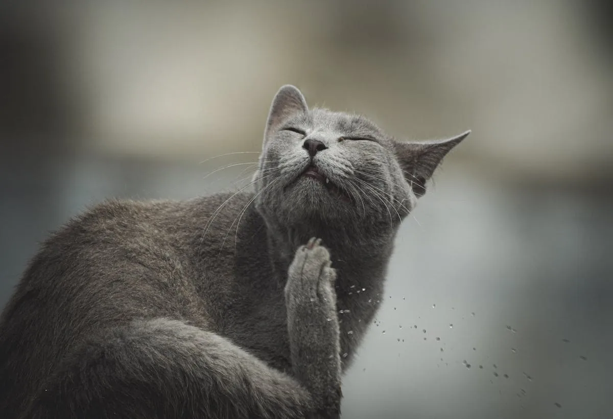 A cat scratching under its chin outdoors