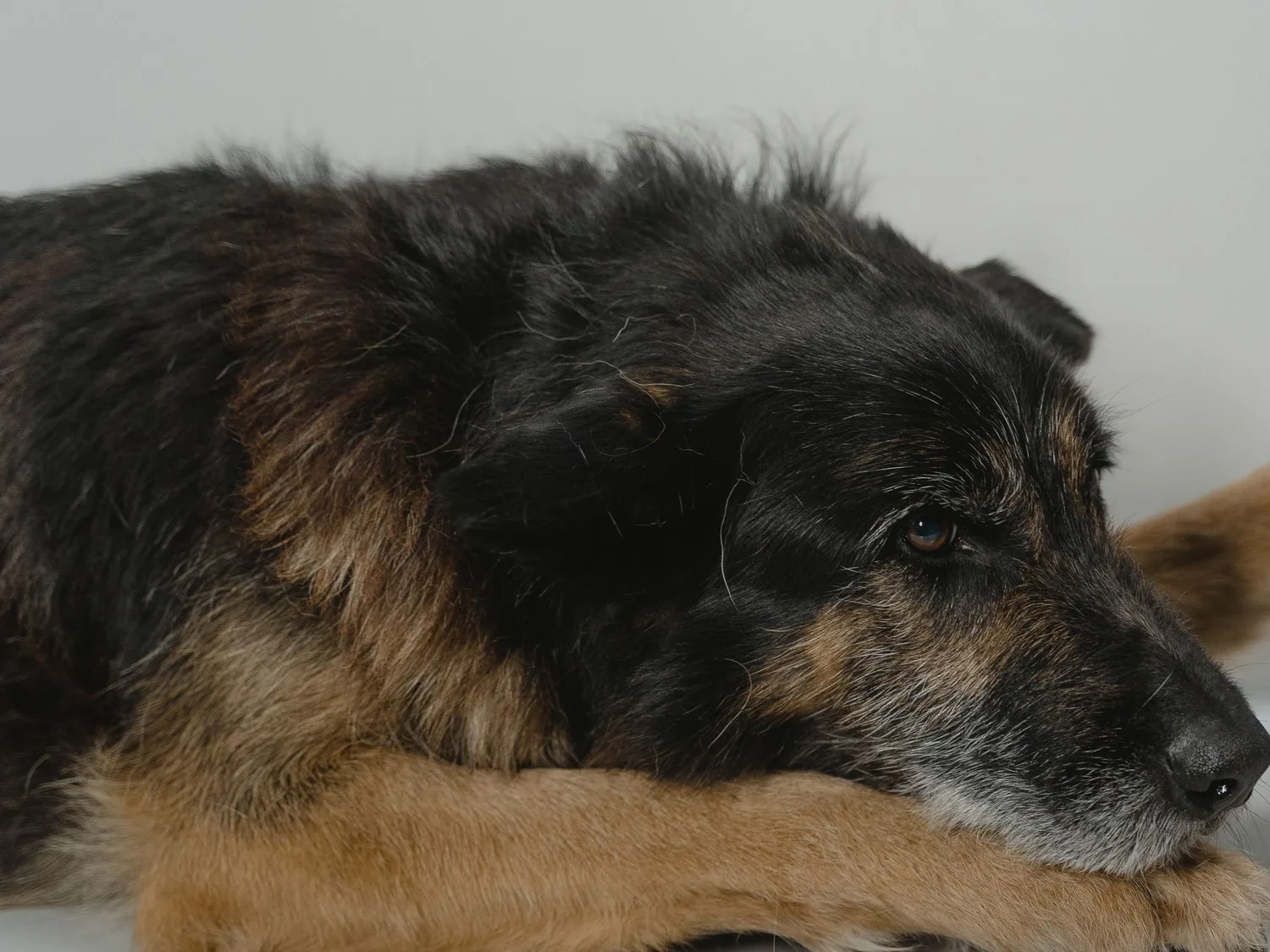 A calm German Shepherd resting on the exam table