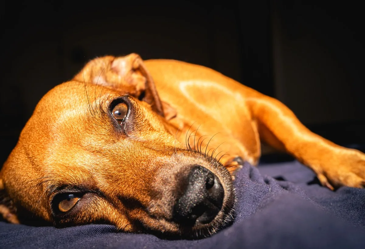 A calm dog resting in warm light with a relaxed, closed mouth