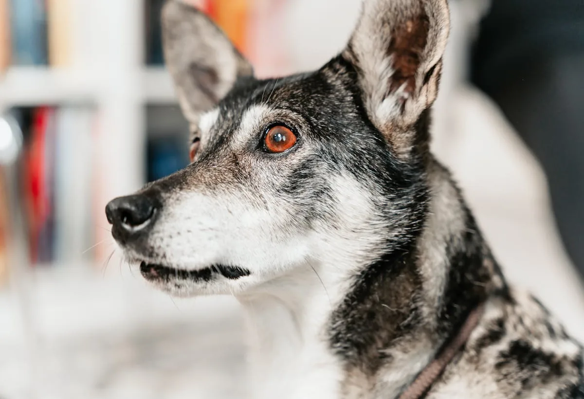 A close-up of an alert dog with a focused gaze