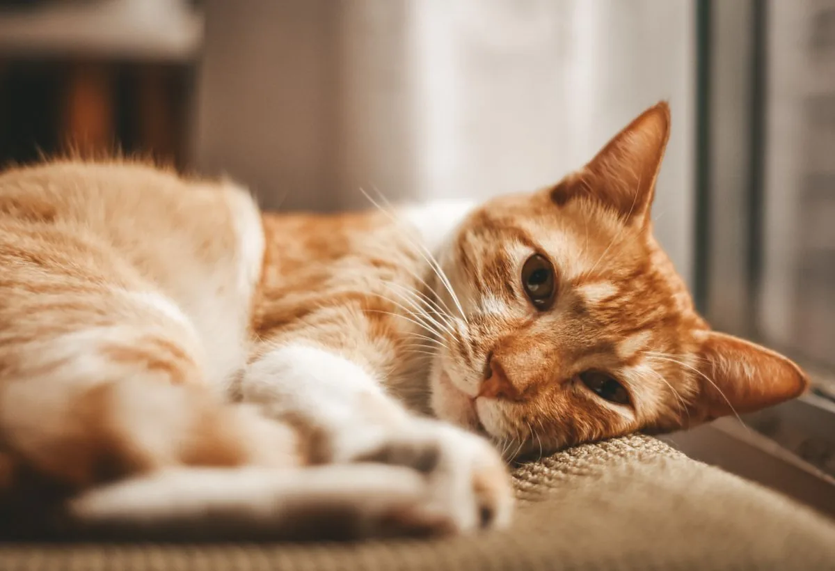 An orange cat resting peacefully by a window