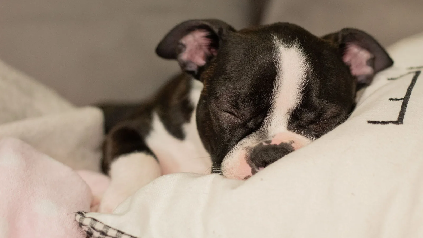 A young puppy resting comfortably indoors