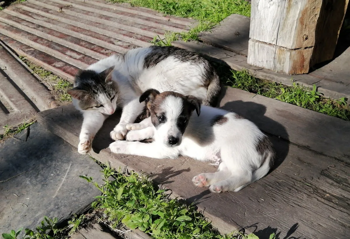 A puppy and a kitten lounging together in the sun