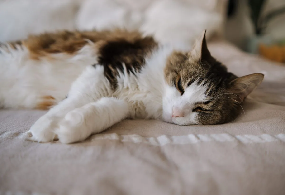 A fluffy cat resting comfortably on a soft bed