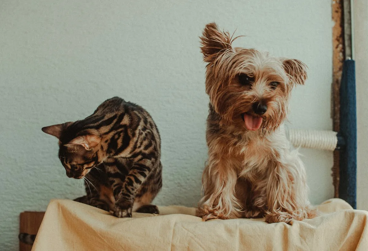 A dog and cat resting together at home
