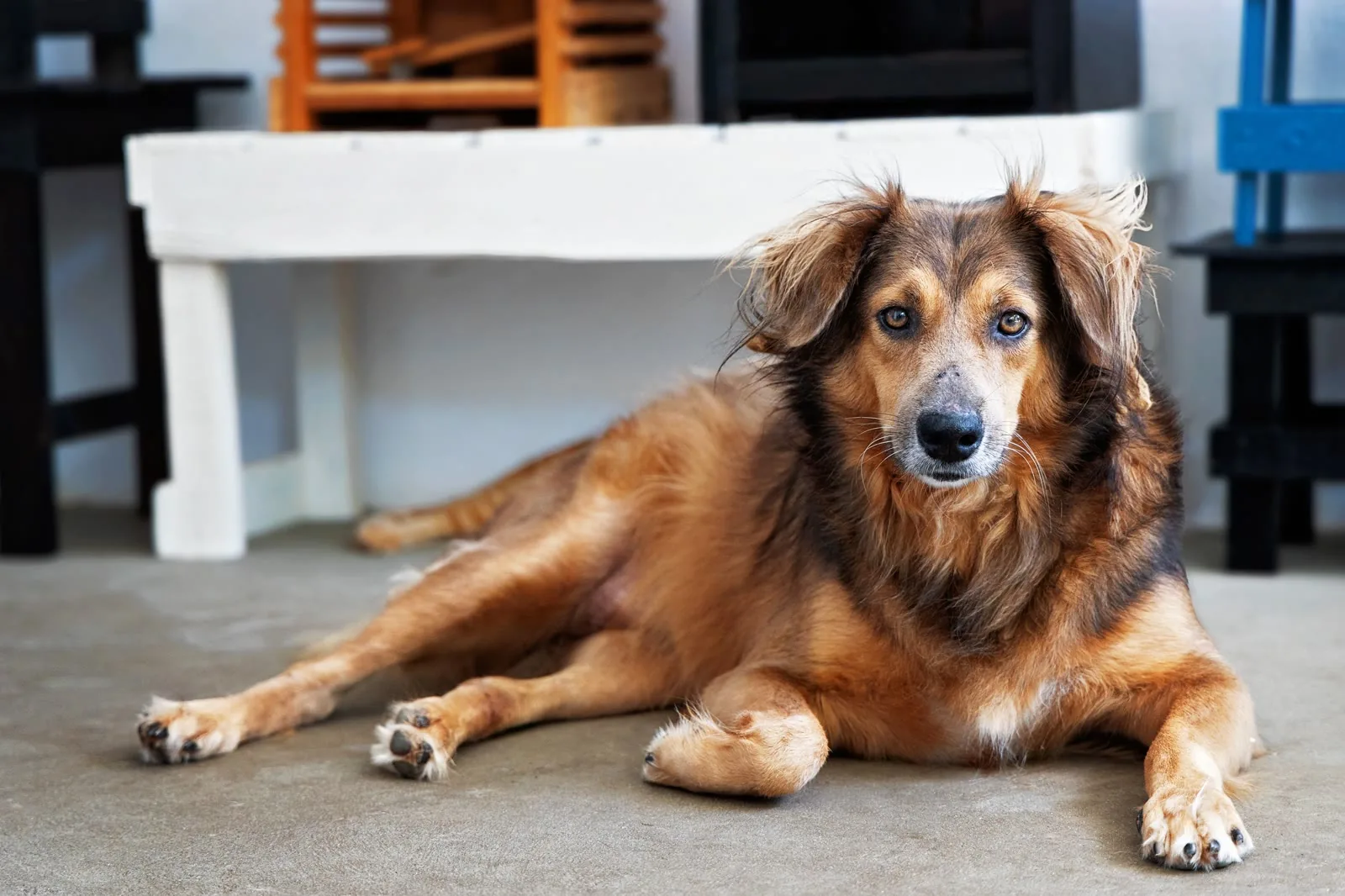 A relaxed, healthy dog resting comfortably at home — wellness and preventive care at Jackson Veterinary Clinic in Jackson, GA